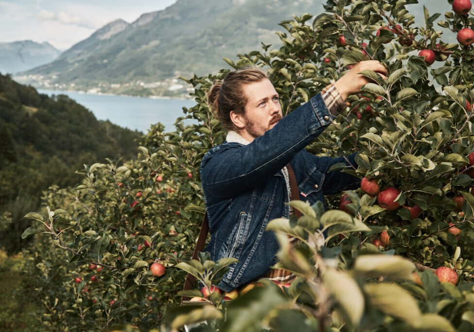 A man in apple garden reaching for apples hanging from a tree branch.