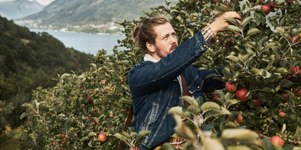A man in apple garden reaching for apples hanging from a tree branch.