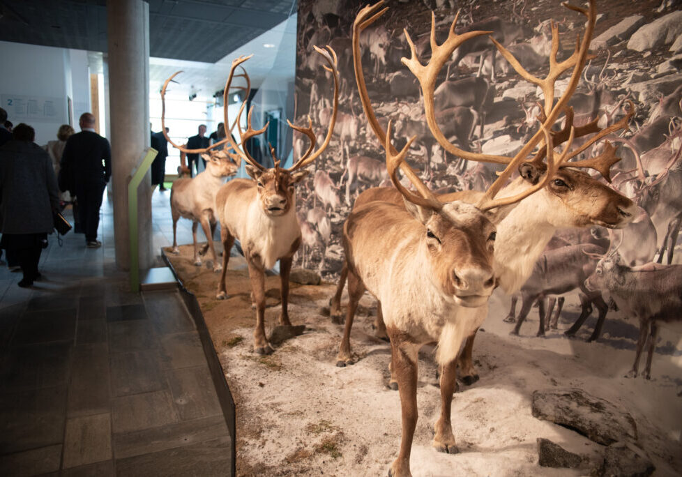 Statues of reindeer on exhibition.
