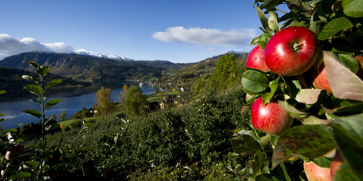 Red apples on a tree in front of orchards and the Hardangerfjord in Ulvik.